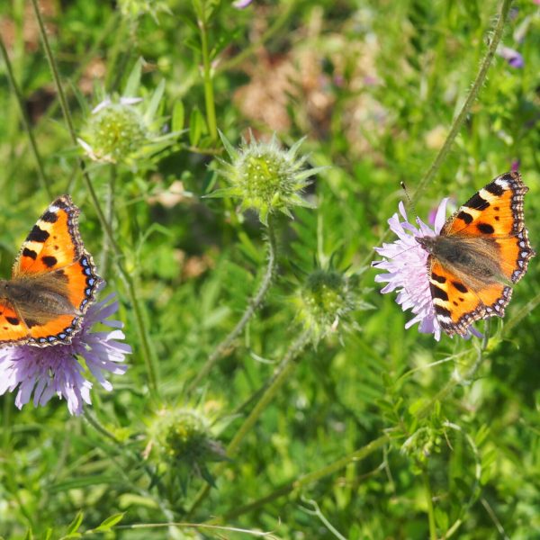 Schmetterlinge im Naturgarten