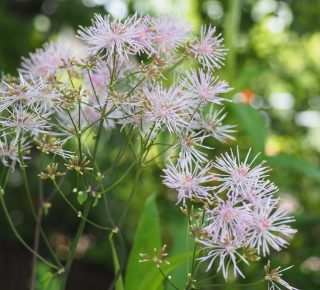 Blumen und Blätter im Naturgarten