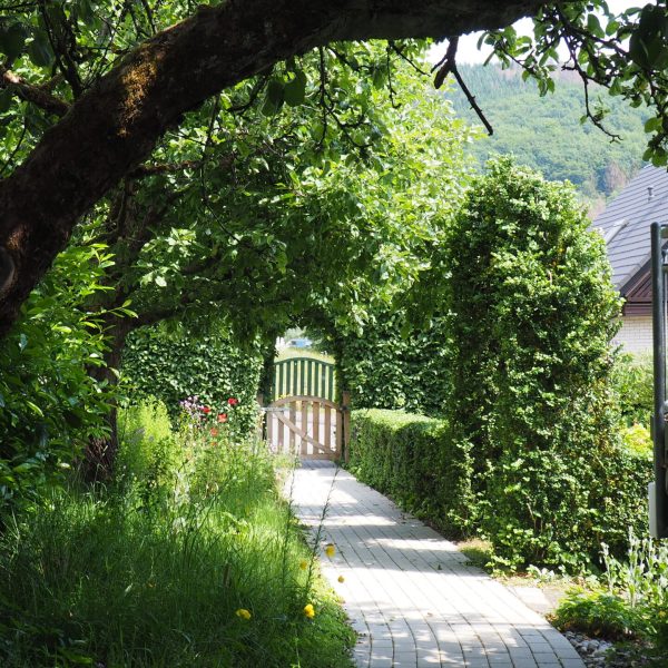 Weg mit grüner Hecke im Natutgarten
