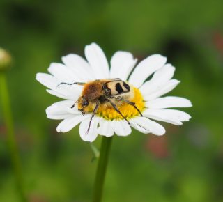 Käfer auf einer Blume im Naturgarten